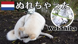 柴犬柿丸 落ちてないよ濡れただけ【ロッテルダムいつもの散歩 / 環境音】Kaki-Maru the Shiba Inu