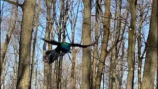 Another peacock takes flight