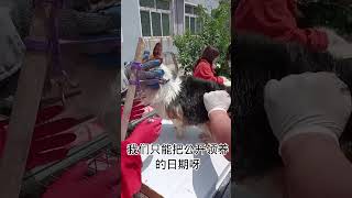 流浪動物救助老姜： 非常抱歉的通知大家，公開領養要推遲了#shorts