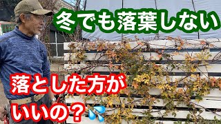 バラの葉が冬でも落葉しない。あえて葉を落とす？