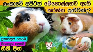 ගිනිපිග් ගැන සියල්ල | Guinea Pig Facts