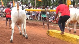 కొమ్మి గ్రామం రెండు పళ్ళు 4 బహుమతి విజేత ||గొట్టేపాటి రవికుమార్ గారు అద్దంకి శాసనసభ్యులు గిత్తలు