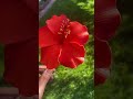 Catching sunlight ✨ #polynesian #flowers #samoan #tongan #accessories