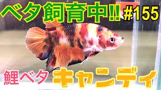 【ベタ】飼育中‼︎ 155 鯉ベタキャンディいらっしゃっい！