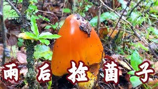 上山去撿菌子咯！雨後的菌子又大又新鮮，有想来体验的朋友吗？｜洛桑和小志瑪