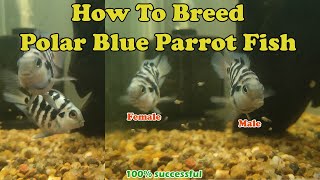 How to Breed Polar Blue Parrot Fish | LIVE AQUARIUM