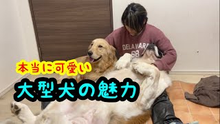 大型犬の魅力【セントバーナード】