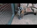 amazing wildlife at attica zoological park gorillas red pandas meerkats u0026 more