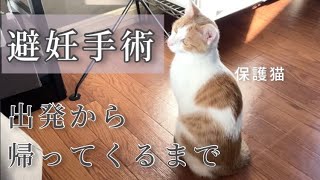 【保護猫の避妊手術】当日の朝から帰ってくるまで #猫