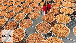 Sea of orange persimmons