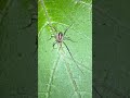 Mitopus Morio Harvestman In Early November #arachnids #nature