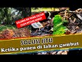 Panen Kelapa Sawit di Lahan Gambut - Solusi Mudah Langsir Sawit areal gambut 2023