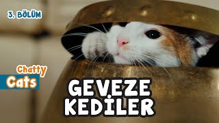 GEVEZE KEDİLER - 3 - Eğlenceli Konuşan Kedi Videosu 😻😻😻