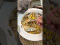 此时我家的猫咪王子在吃冻干，你家的呢？ 宠物零食 新手养猫 宠物食品