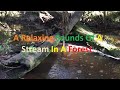 A Relaxing Sounds Of A Stream In A Forest - Farrukh Rafi