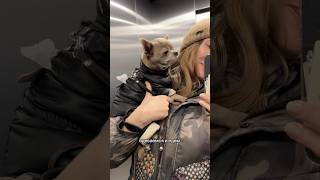 Утро с любимой чихуашкой #walkwithdog #morningroutine #chihua #dogvlog #чихуахуа #гуляем  #shorts