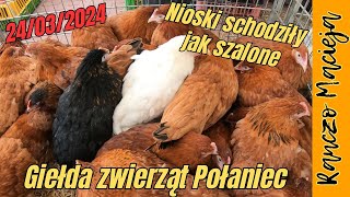 Giełda zwierząt Połaniec 24.03.2024  Animal exchange, Tieraustausch, Výměna zvířat#354