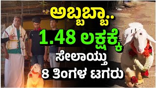 Bandur Sheep | ಕೇವಲ 8 ತಿಂಗಳ ಬಂಡೂರು ತಳಿಯ ಟಗರು ಬರೋಬ್ಬರಿ 1.48 ಲಕ್ಷಕ್ಕೆ ಮಾರಾಟ | Samaya News