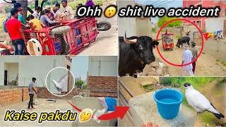 Omg 😳 Cow Chori karna pda bhari 😣 || 2 Nayab kabutr Pakdne Gaye 🕊️