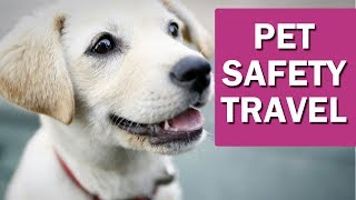 Best Cat Dog Car Seat Belt Harness | Pet Safety Travel 2018