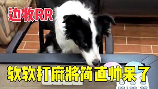 和边牧软软打麻将，简直是帅呆了，软软：我胡了！【边牧RR】