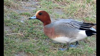 Hvízdák eurasijský, Eurasian wigeon, Pfeifente, Smient, Świstun zwyczajny, Canard siffleur