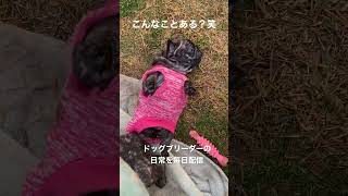 起き上がれなくなったフレブルの赤ちゃん【フレブルブリーダーチャンネル】#犬 #子犬 #動物