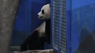 20231120 圓寶繞場不想睡 後場關燈才就位(早餐下) Giant Panda Yuan Bao