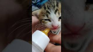 第一次用奶瓶喂小奶猫  Bottle feed a kitten