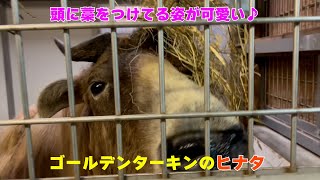 【よこはま動物園ズーラシア】頭に藁🍃をつけてる姿がかわいい♪ゴールデンターキンのヒナタ✨