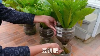 油桶种菜，唯一不美观的就是菜叶上有虫眼