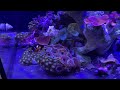 5 5 update innovative marine nuvo fusion 15 gallon simple reef budget friendly