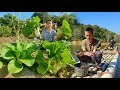 Harvesting vegetables, Fishing with a line, Trai Farm