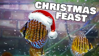 Feeding my fish a Christmas feast!