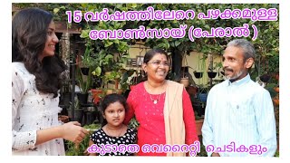 15 വര്‍ഷത്തിലേറെ  പഴക്കമുള്ള ബോണ്‍സായ് .....😍😍