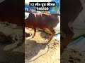 12 ली० दूध कीमत ₹46500 गाय दूधउत्पादक shorts trending animal buffalo youtube dairyfarming