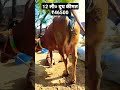 12 ली० दूध कीमत ₹46500 गाय दूधउत्पादक shorts trending animal buffalo youtube dairyfarming