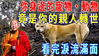 因果不虛！你身邊的寵物、動物，竟是你的親人轉世！看完淚流滿面｜寵物｜轉世｜一禪