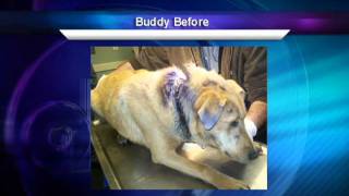 Abused dog facing euthanization in Horry County