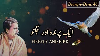 Allama Iqbal Poetry: Aik Prinda Aur Juggnu (Firefly and Bird) | Urdu Poetry Status | Iconic Words