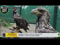 Bald eagle needed 'weeks of specialized' care