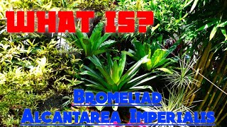 WHAT IS? BROMELIAD Alcantarea Imperialis