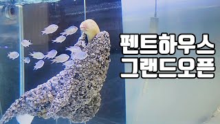 곰치에게 펜트하우스를 만들어주면 생기는 일 [해수인tv BADA]