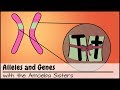 Alleles and Genes