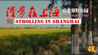 Jiabei Country Park嘉北郊野公园\\漫步在上海Strolling in Shanghai\\4K