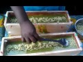 Making Moringa Soap with all natural ingredients By Skin- Passion Making Moringa Soap with all natural ingredients By Skin- Passion