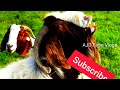 boer goats ബോയർ ബോവർ ആടുകൾ ഏറ്റവും വിലപ്പിടിപ്പും ഭാരവുമുള്ള ആടിനം