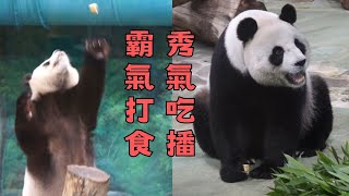 圓圓霸氣打食、秀氣吃播，胡蘿蔔成為漏網之魚 panda Yuanyuan eats so  elegantly｜台北市立動物園 Taipei Zoo