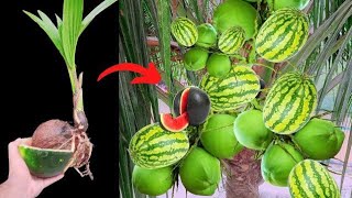 Best Skill Grafting Coconut in Watermelon Fruit With banana and _ how to grow coconut trees