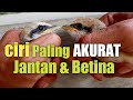 Membedakan kelamin burung CENDET Jantan dan Betina Anakan AKURAT